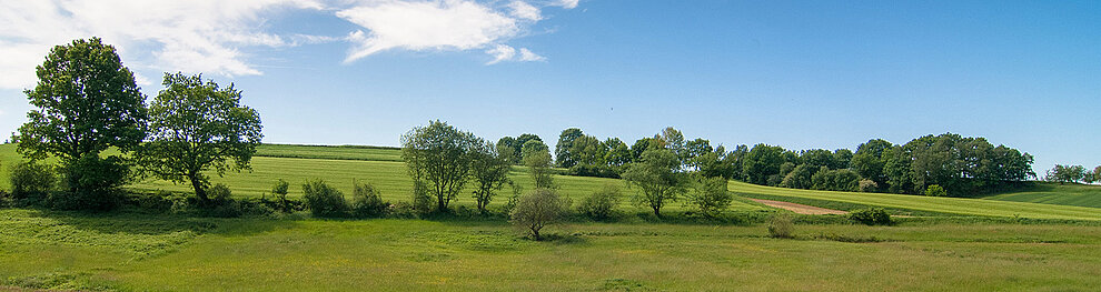 Eine ruhige, ländliche Landschaft mit sattgrünen Feldern, ein paar vereinzelten Bäumen und einem klaren, blauen Himmel.
